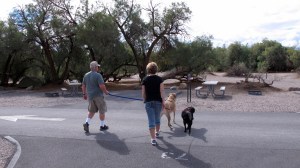 Walking the dogs is a necessary activity but gives one the opportunity to walk around the camp and maybe get to see some wildlife. Note the difference in size between Max and Buddy (the black dog). More on that later.